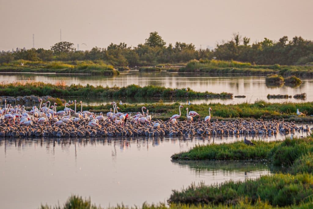 Rosa Flamingos in einer Lagunenlandschaft