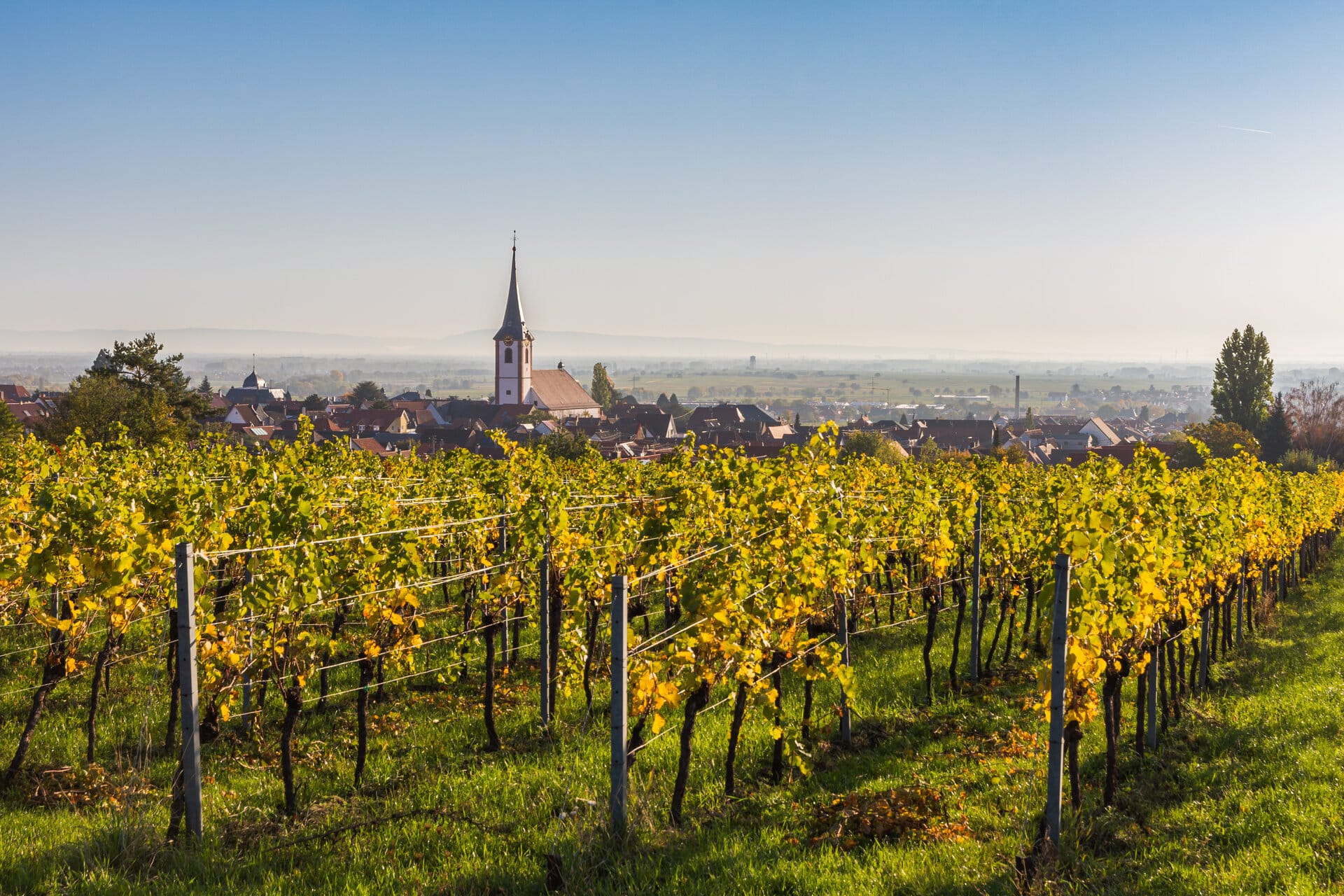 Blick auf Maikammer an der Deutschen Weinstraße im Herbst bei Sonnenschein mit Weinbergen im Vordergrund