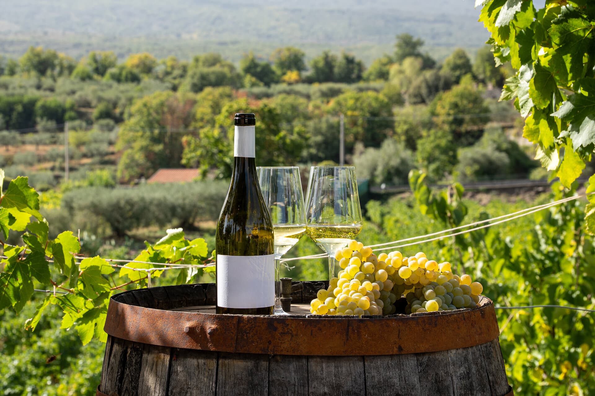 White wine and grape bunch on barrel in vineyard during sunny harvest day