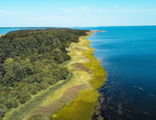 Inselhopping in Estland: Saaremaa, Hiiumaa und die stillen Inseln der Ostsee