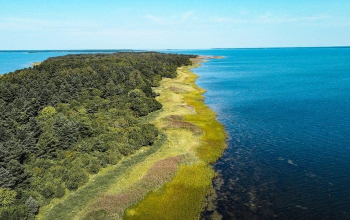 Drohnenaufnahme einer grünen mit Wald und Schilfgras bewachsenen Küstenlinie am blauen Meer in Estland
