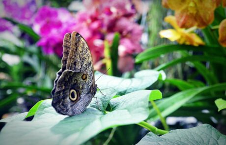 Schmetterling in der Biosphäre Potsdam
