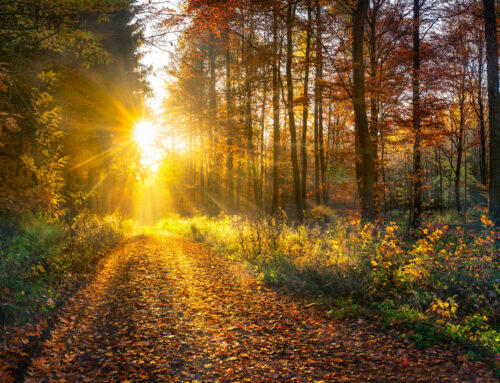 10 stimmungsvolle Herbstwanderwege in Deutschland