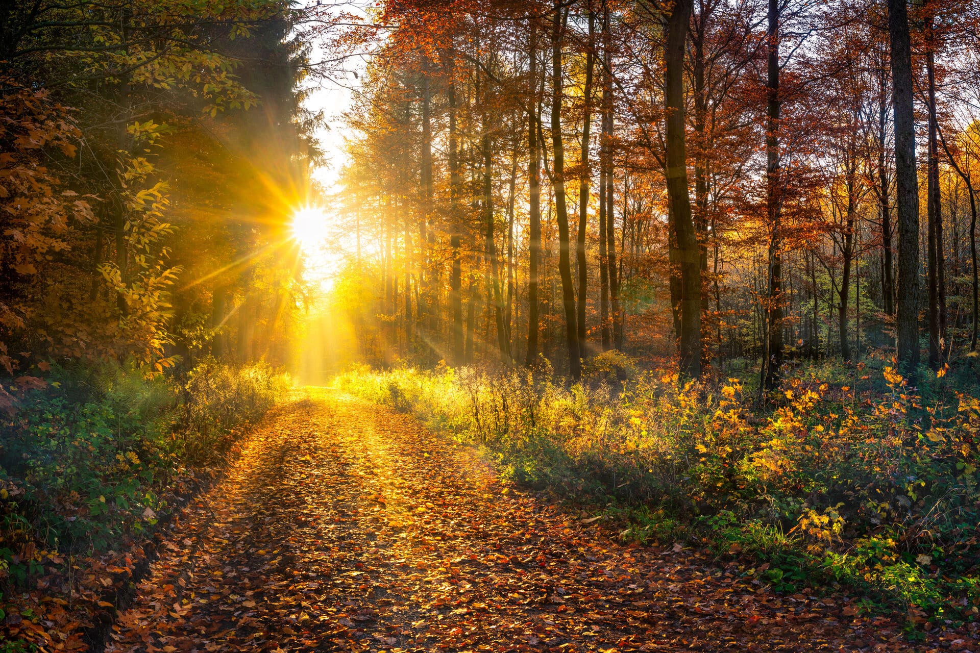 Waldweg im Herbst - Herbstwanderwege