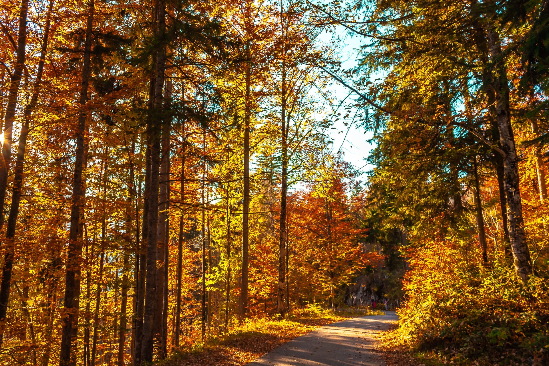 Herbst im Bayerischen Wald - Indian Summer