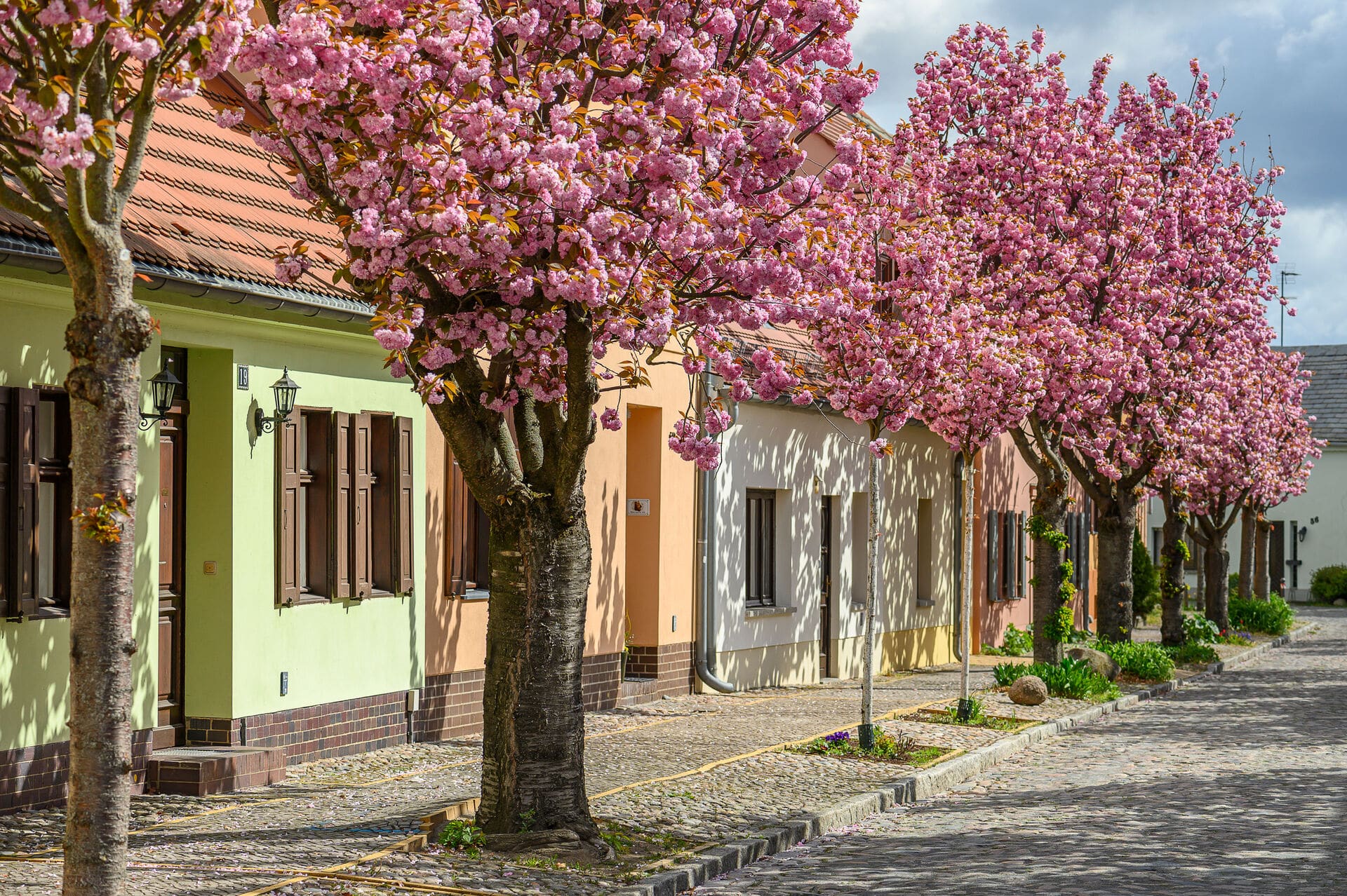 Baumblüte in Werder (Havel) - Frühling