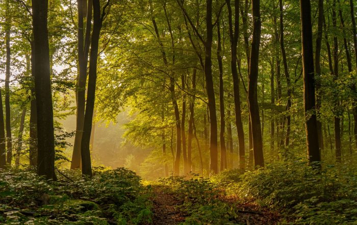 Wald bei Sundern im Sauerland - Sauerland-Waldroute