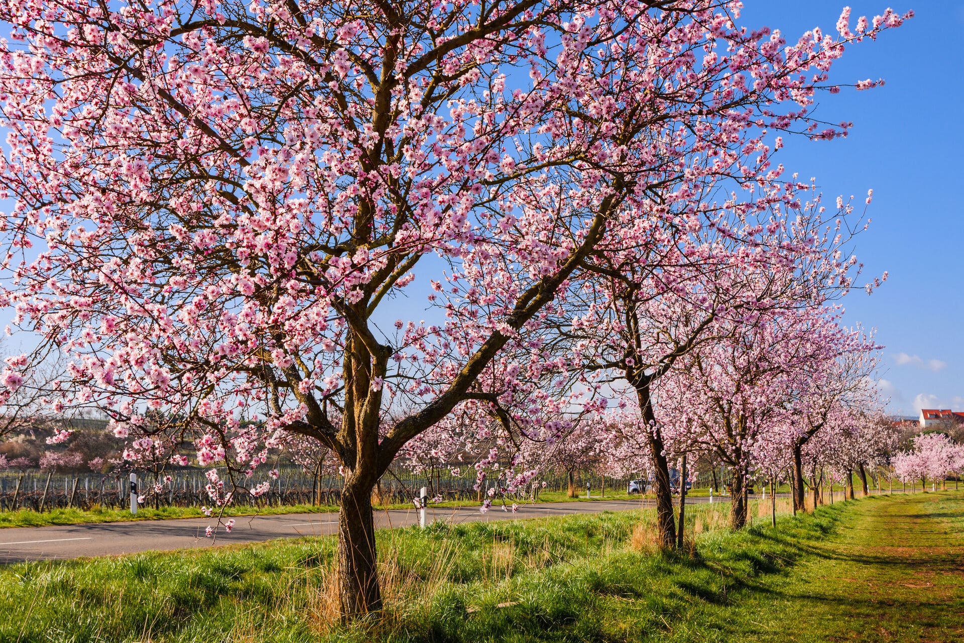 Blühende Mandelbäume bei Gimmeldingen in der Pfalz - Frühling