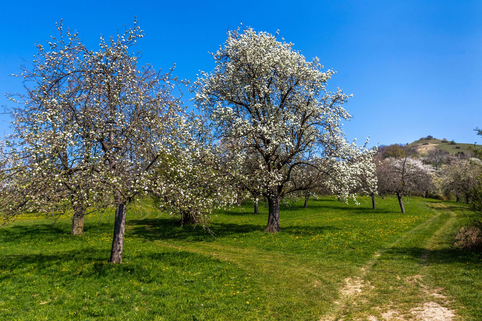 Blühende Streuobstwiesen auf der Schwäbischen Alb - Wanderwege im Frühling