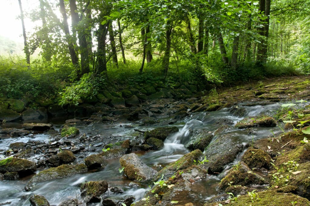 Natur und Kultur auf dem Eifeler Quellenpfad