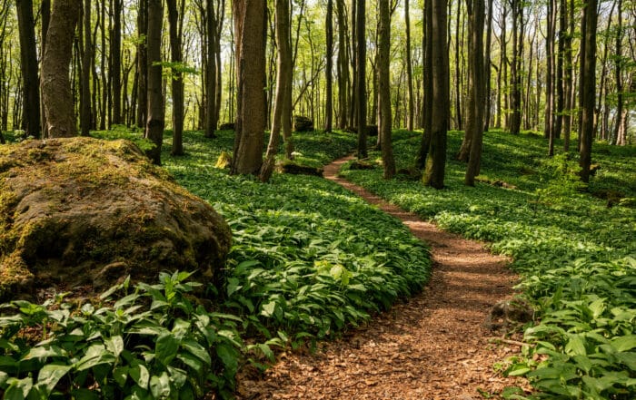 Wandern auf dem Ith-Hils-Weg