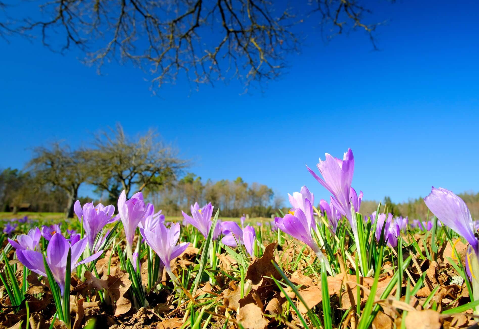 Krokusblüte in Zavelstein - Wanderwege im Frühling