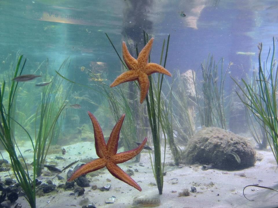 Seegraswiese im Aquarium Geomar Kiel