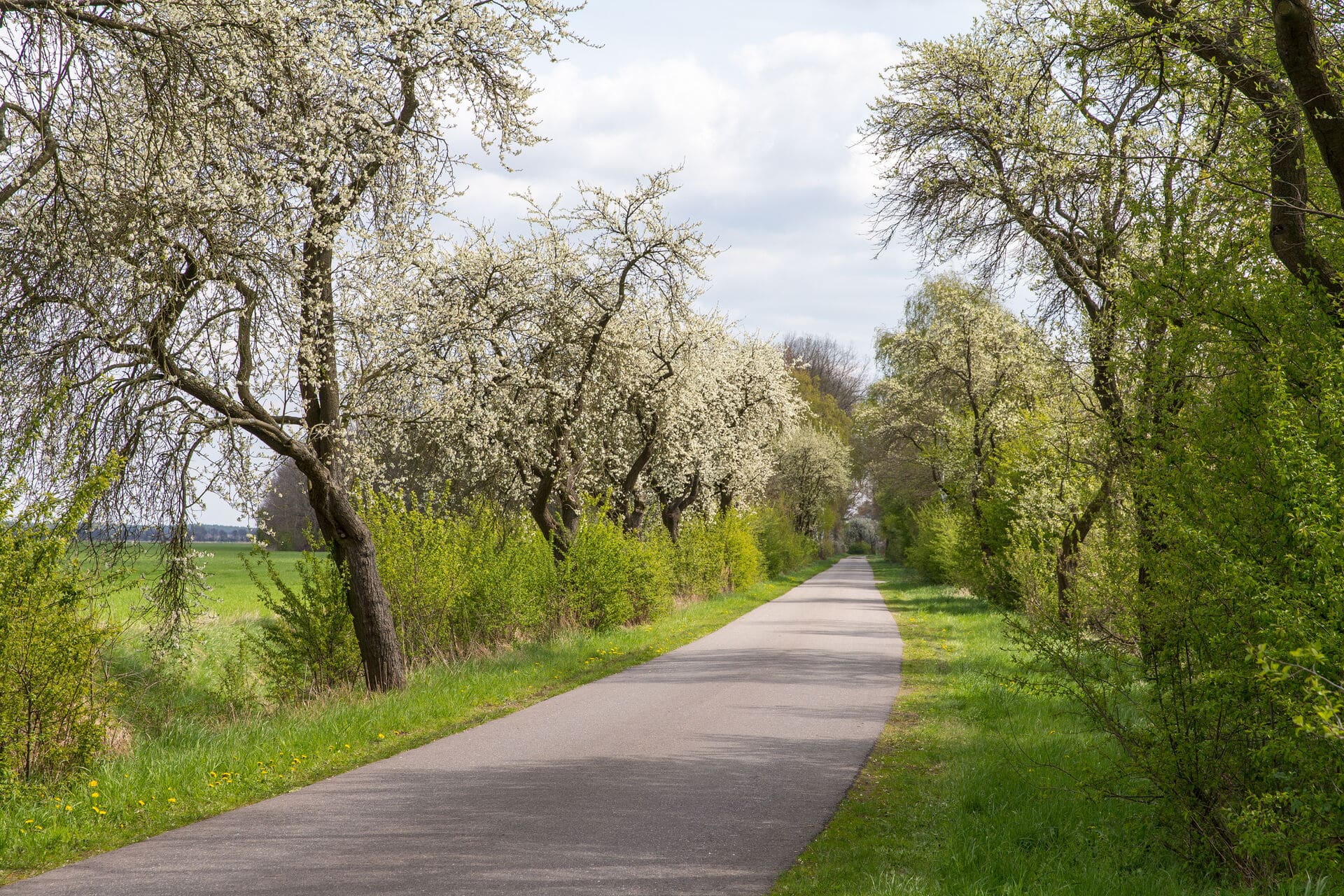 Blühende Obstbaumallee im Wendland - Frühling in Niedersachsen