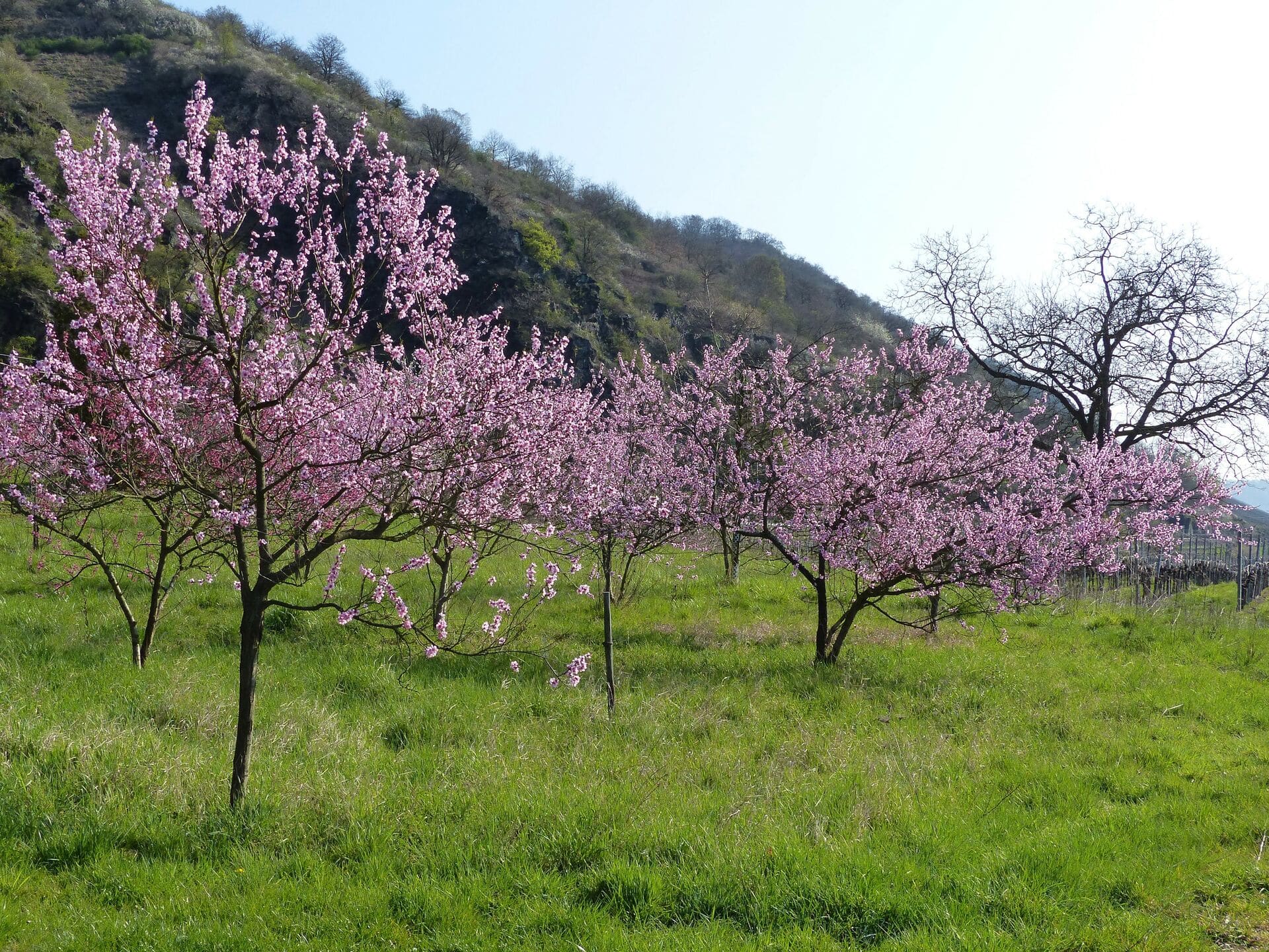Pfirsichblüte an der Mosel - Frühling in Rheinland-Pfalz