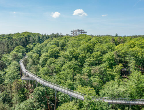 Die schönsten Baumwipfelpfade in Deutschland