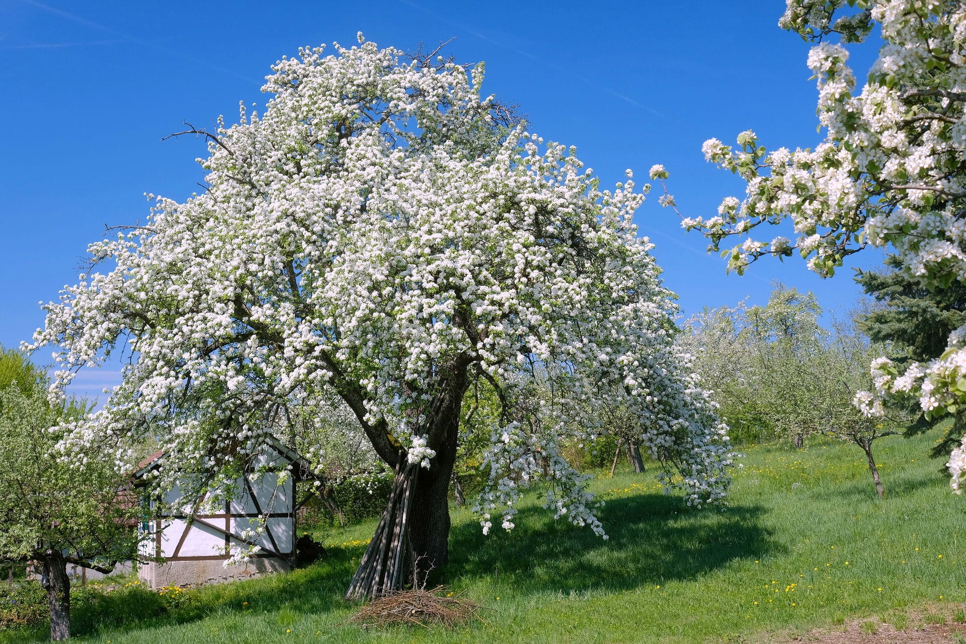 Birnbaumblüte auf der Schwäbischen Alb - Frühling in Baden-Württemberg