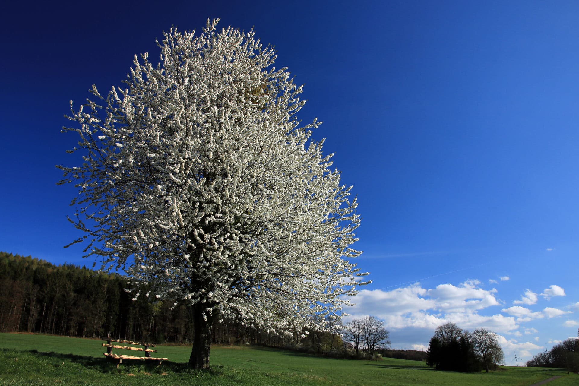 Frühling im Odenwald - Wohin im April?