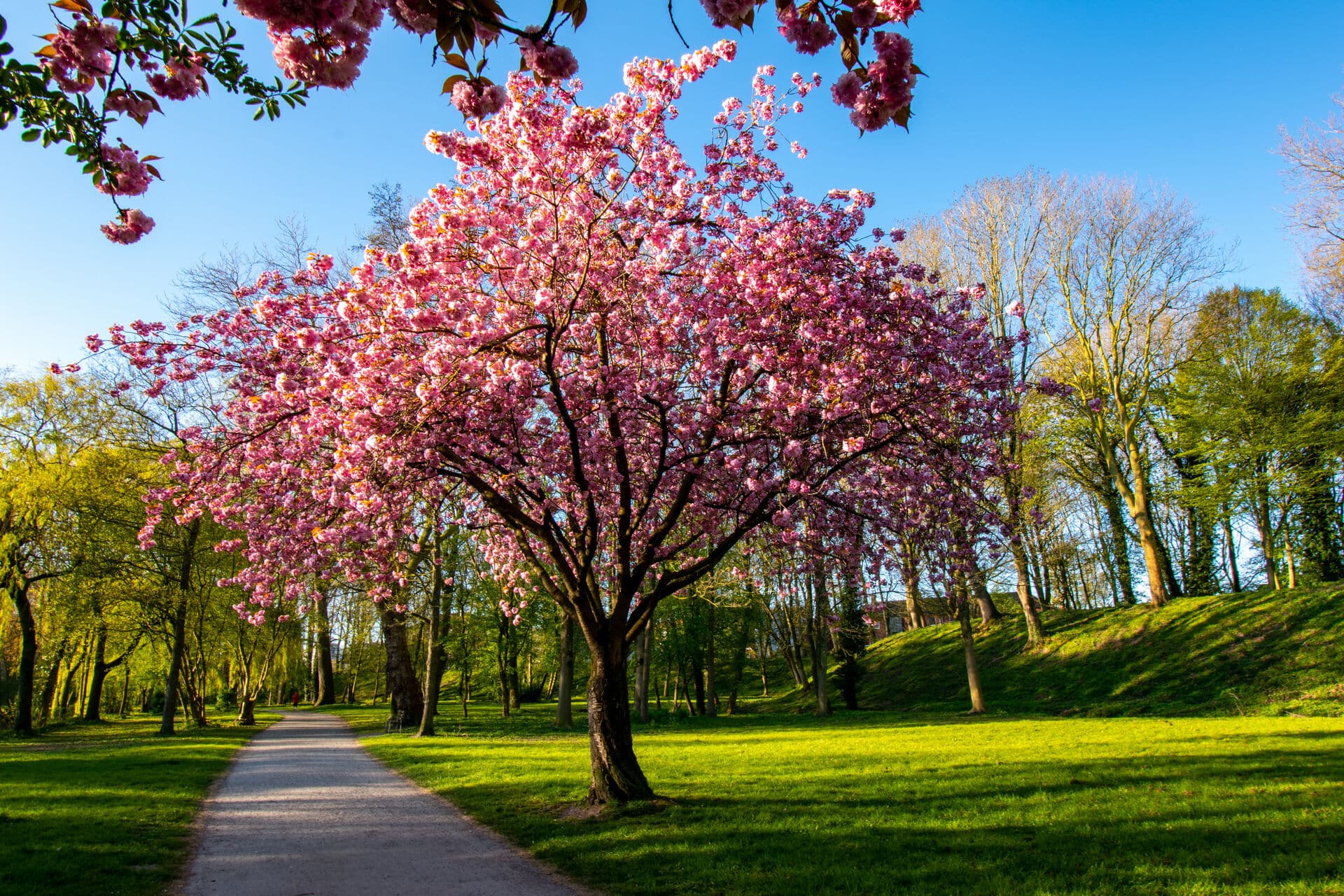 Blühender Kirschbaum im Frühling - Wohin im April?