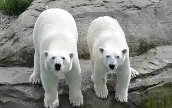 Eisbären im Zoo Rostock