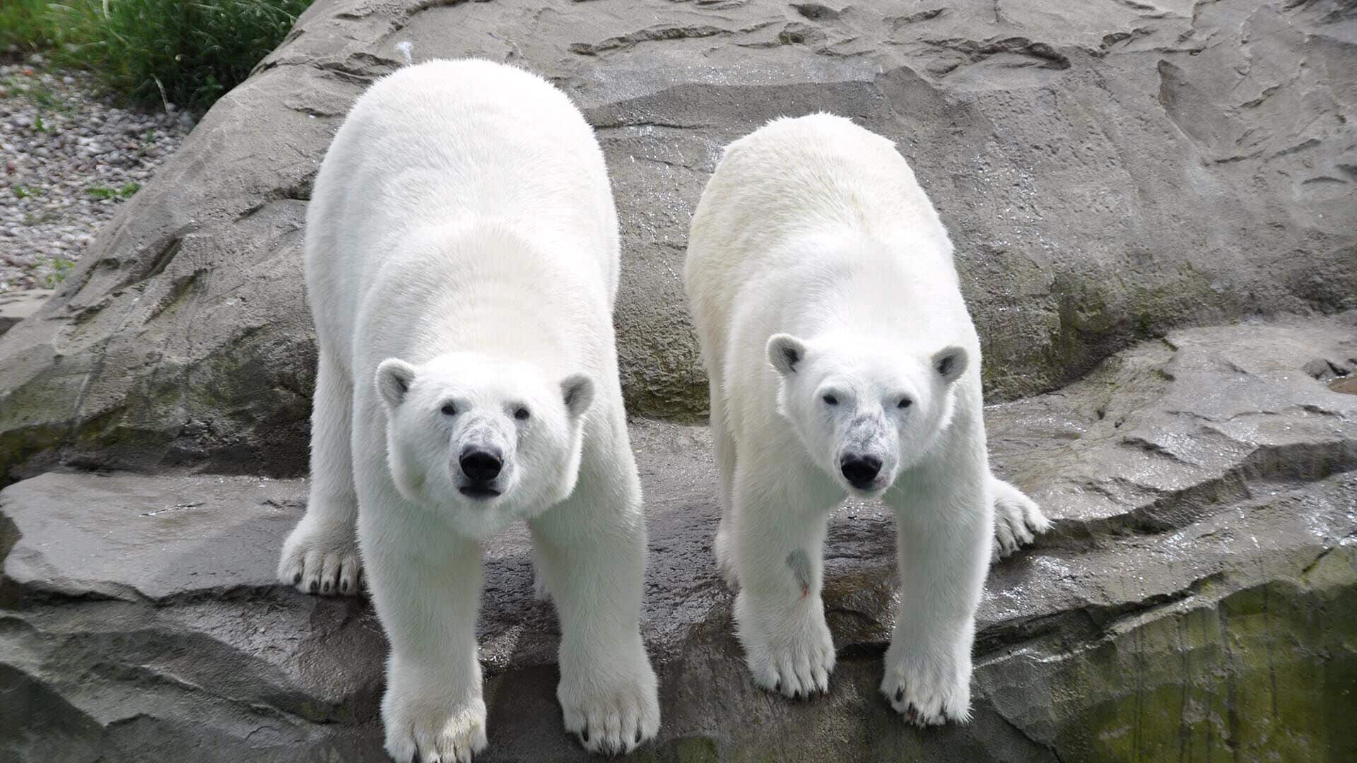 Eisbären im Zoo Rostock