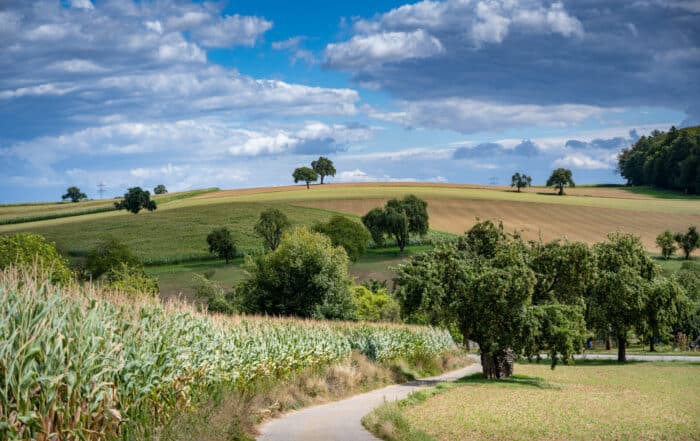 Feldweg im Odenwald - Burgensteig