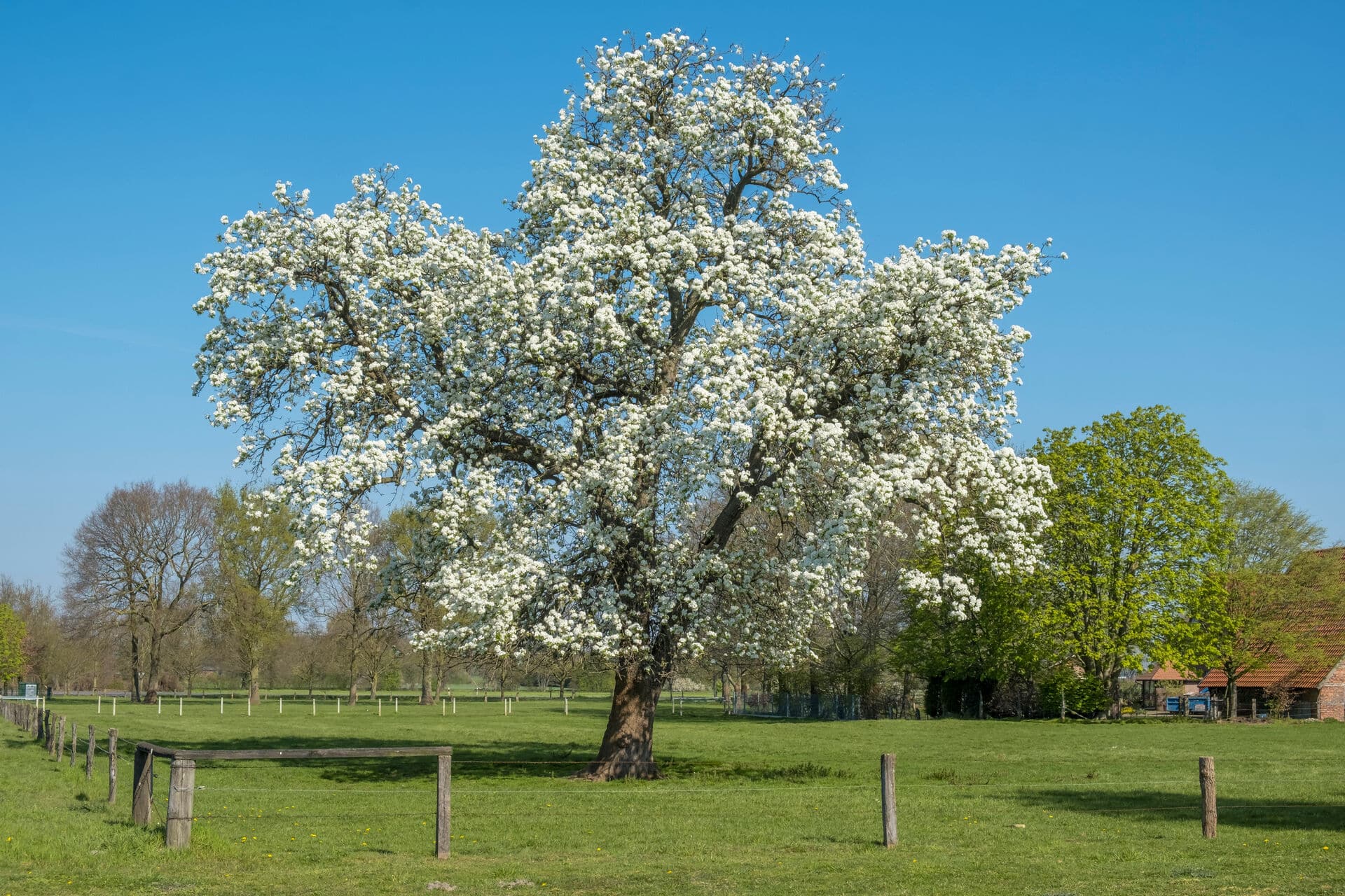 Frühling im Münsterland - Wandertouren für Blütenfans