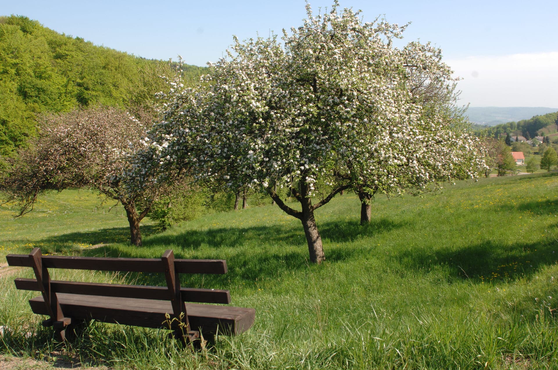 Frühling in der Region Odenwald-Bergstraße - Frühling in Hessen