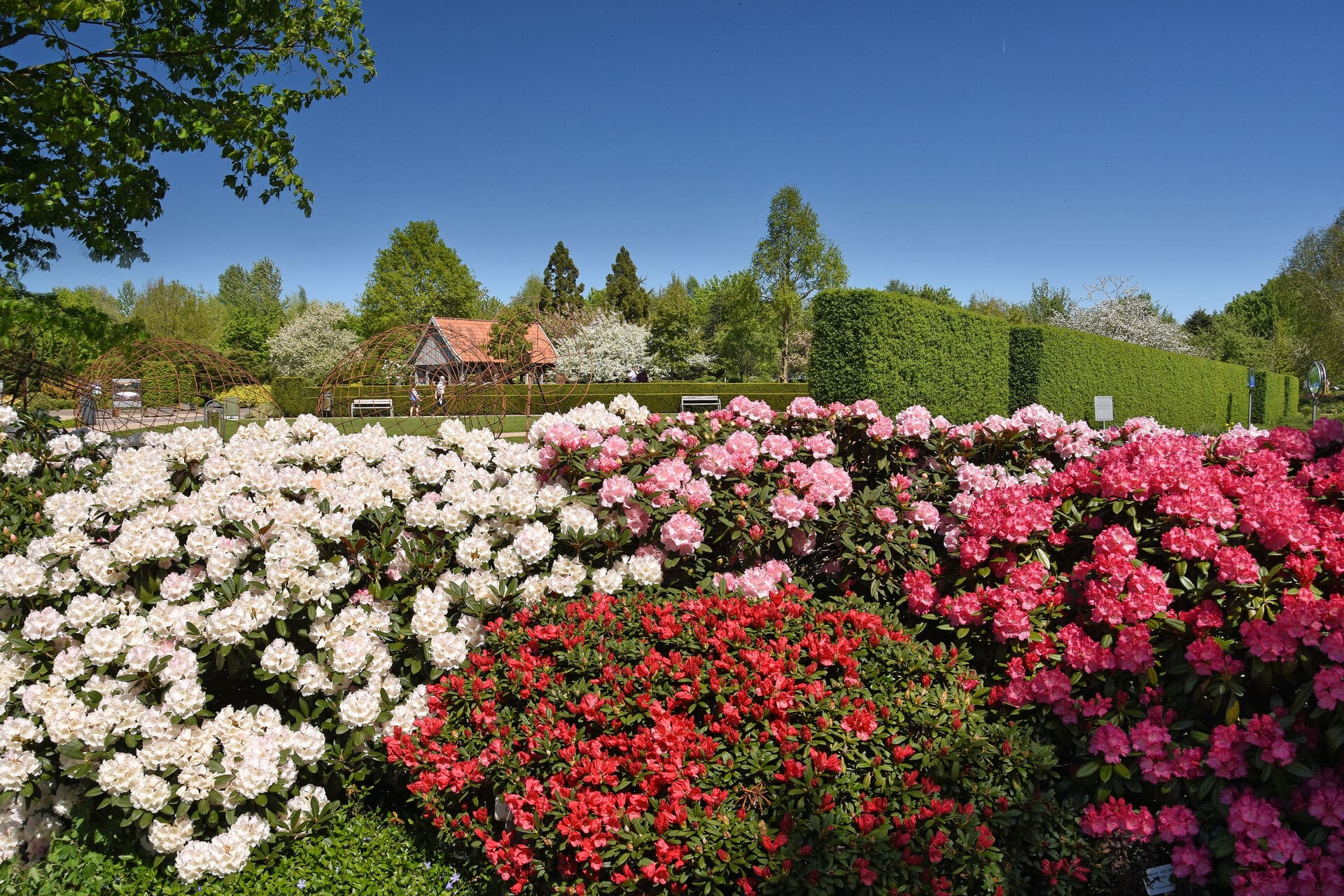 Rhododendron im Park der Gärten Bad Zwischenahn - Frühling