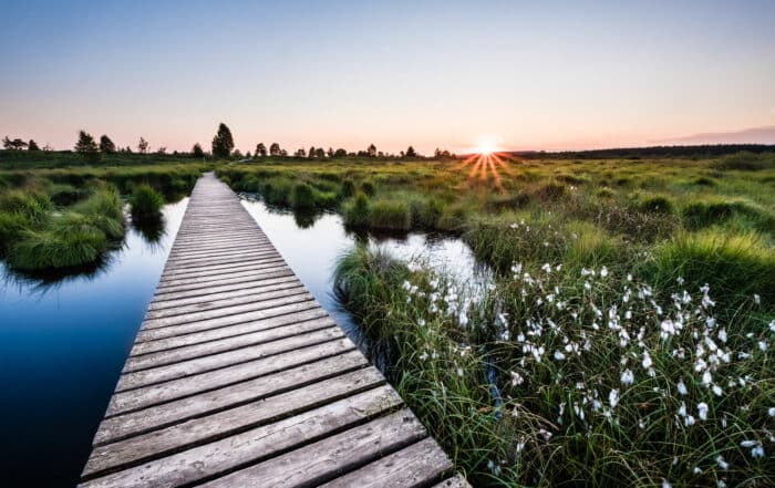 Wollgrasblüte im Hohen Venn