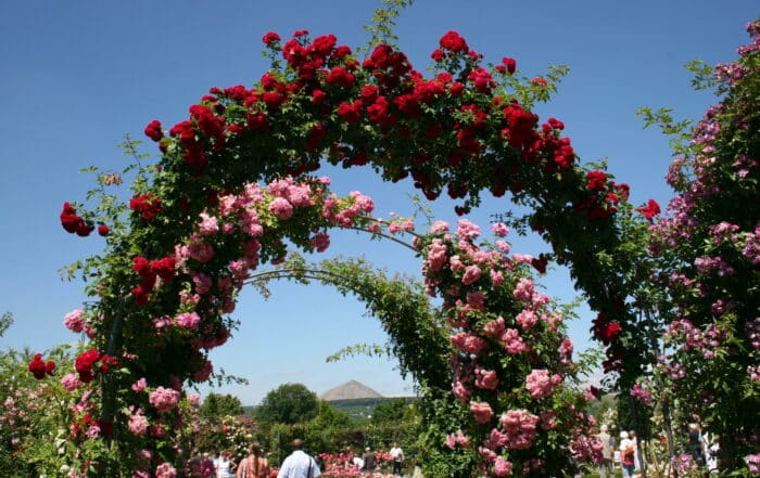 Rosen im Europa-Rosarium