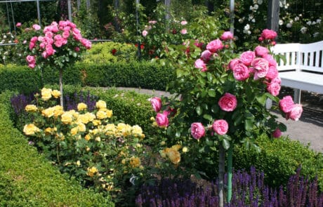 Rosen im Europa-Rosarium