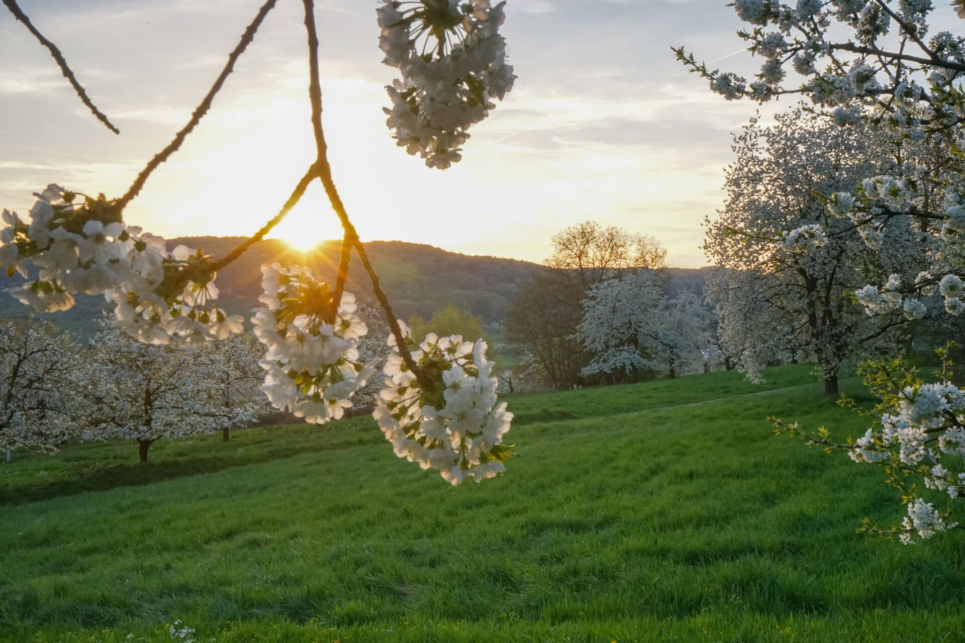 Kirschblüte in Pretzfeld - Wandertouren für Blütenfans