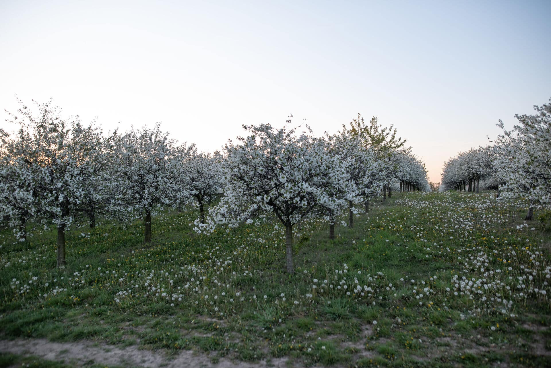 Blühende Obstbäume in Sachsen
