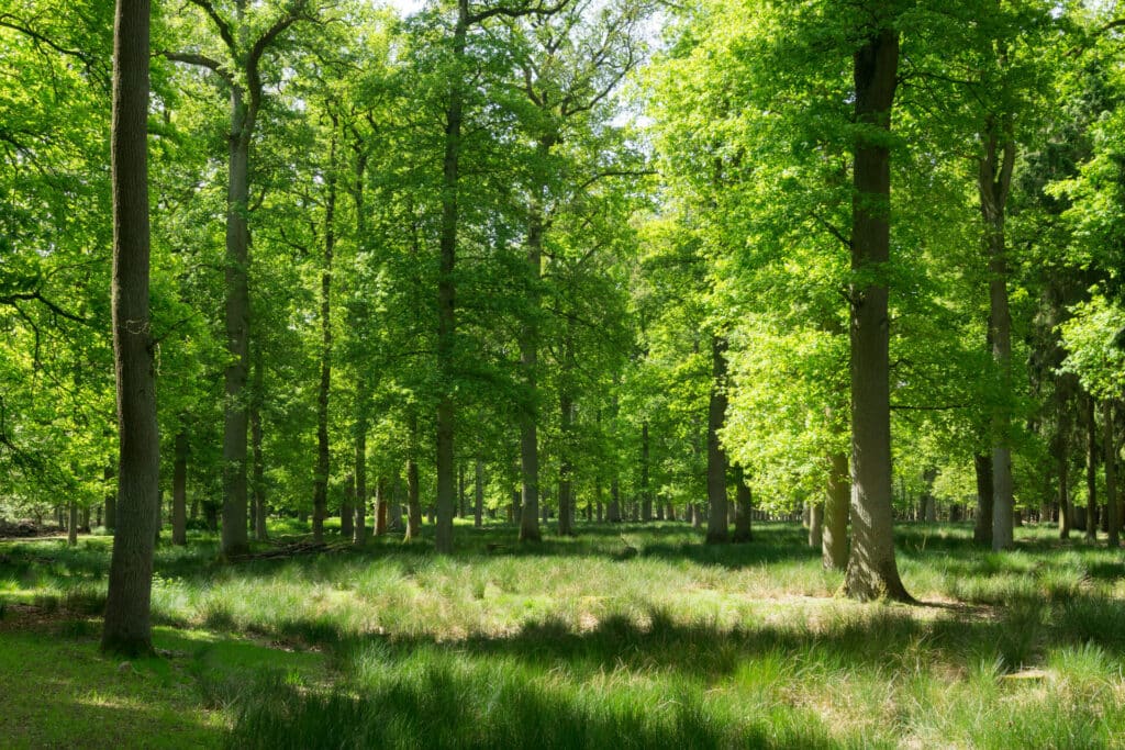 Pure Natur erleben auf dem Hohe Mark Steig