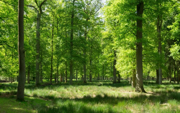Laubwald, Naturpark Hohe Mark - Hohe Mark Steig