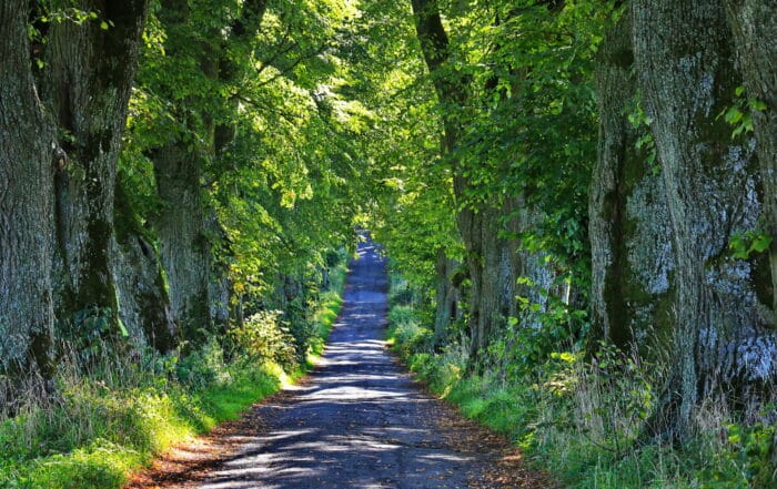 Lindenallee bei Marktoberdorf - Allgäuer Idyllegartenroute
