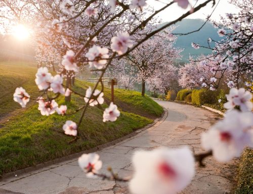Wandern im Frühjahr: Diese Touren sorgen für Frühlingsgefühle