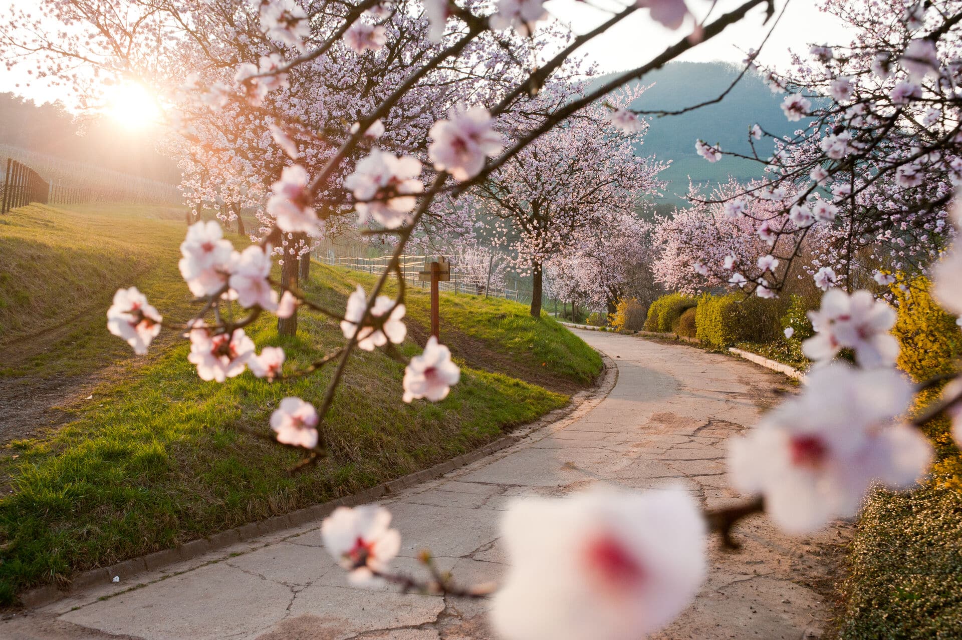 Mandelblüte in der Pfalz - Frühling