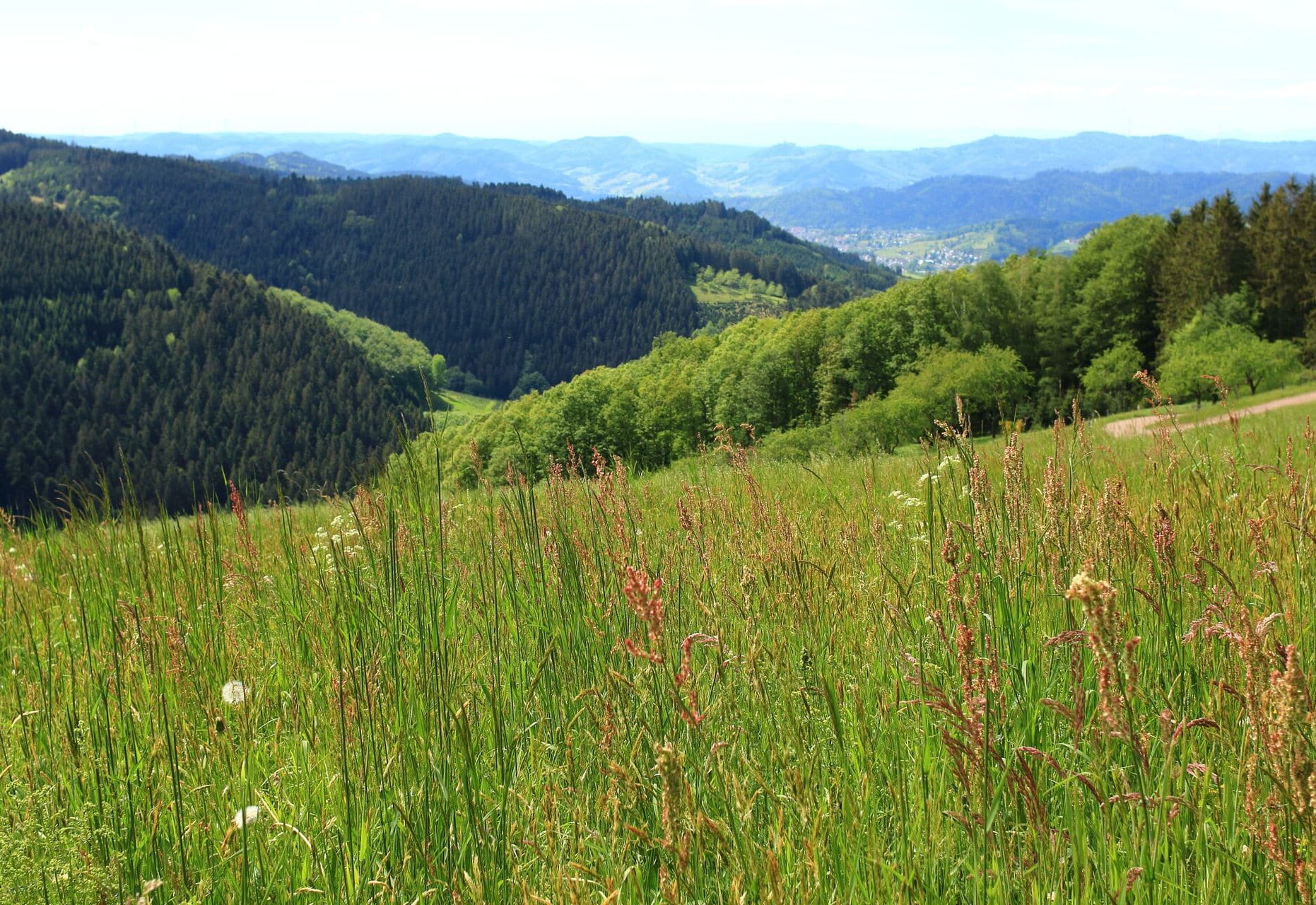 Nordschwarzwald im Sommer