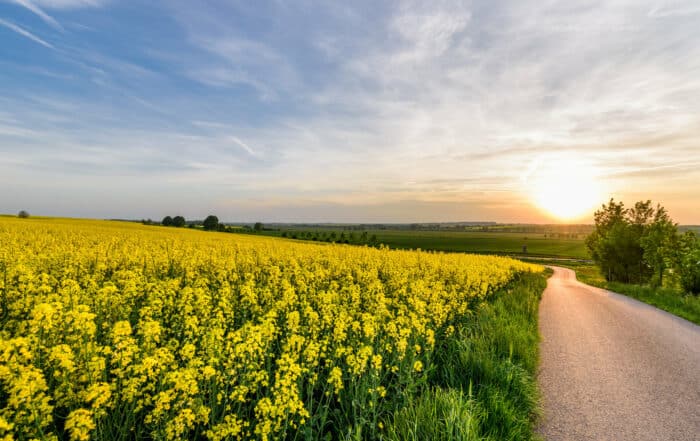 Rapsfeld in der Uckermark - Der Uckermärkische Radrundweg