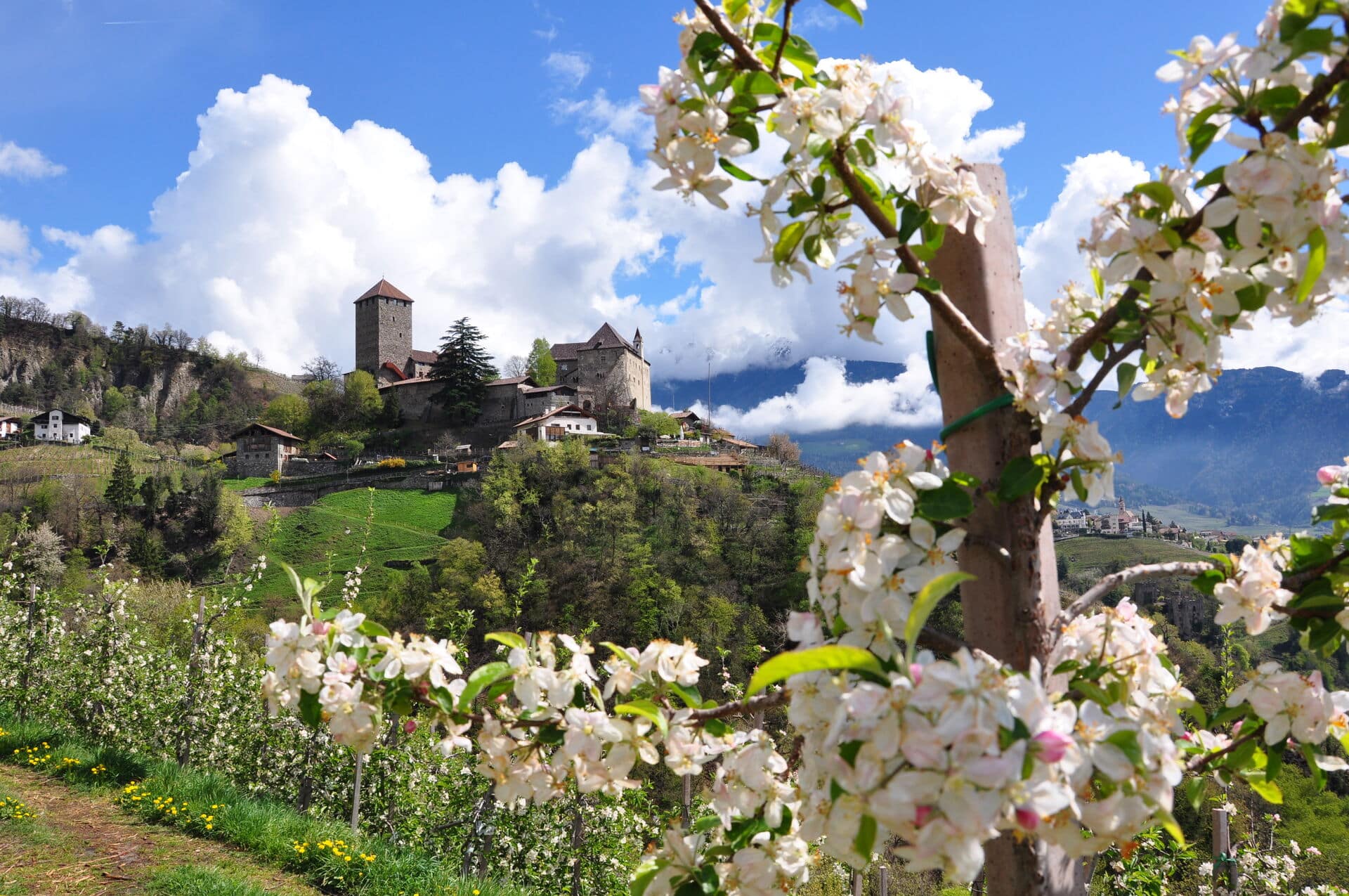 Apfelblüte in Südtirol - Frühlingsurlaub in Südtirol