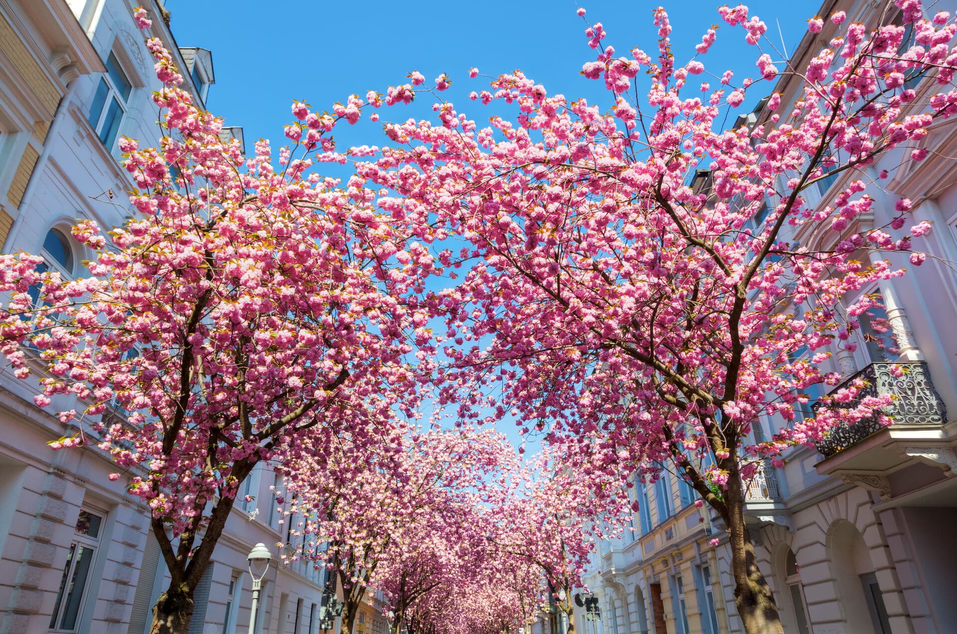 Kirschblüte in der Bonner Altstadt - Frühling in Nordrhein-Westfalen