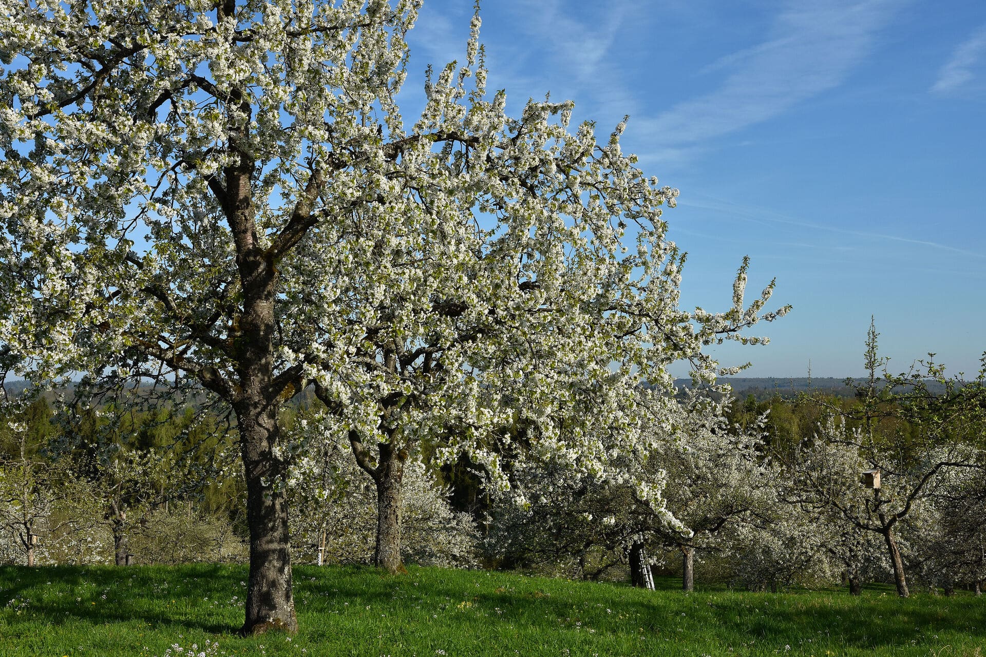 Blühende Streuobstwiese bei Mössingen - Wandertouren für Blütenfans