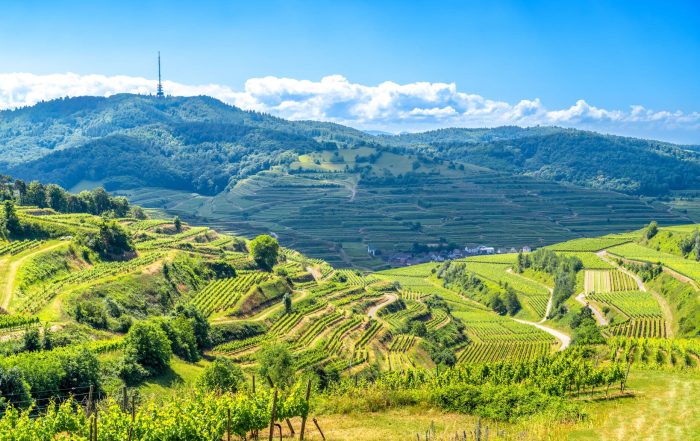 Weinberge am Kaiserstuhl - Badischer Weinradweg