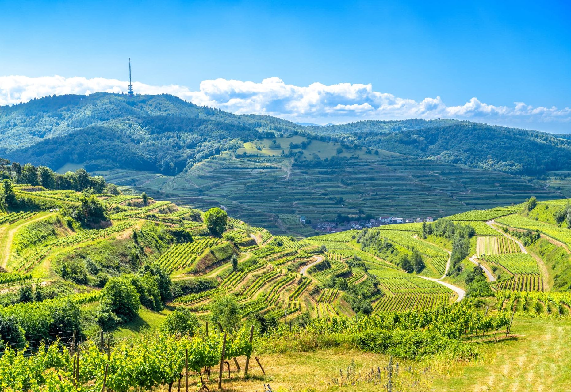 Weinberge am Kaiserstuhl - Badischer Weinradweg