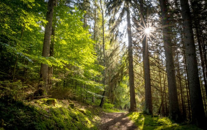 Waldweg im Vogtland Kammweg Erzgebirge-Vogtland