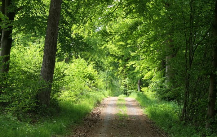 Waldweg im Westerwald - Wiedweg