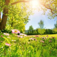 Frühlingslandschaft - Wohin im Mai