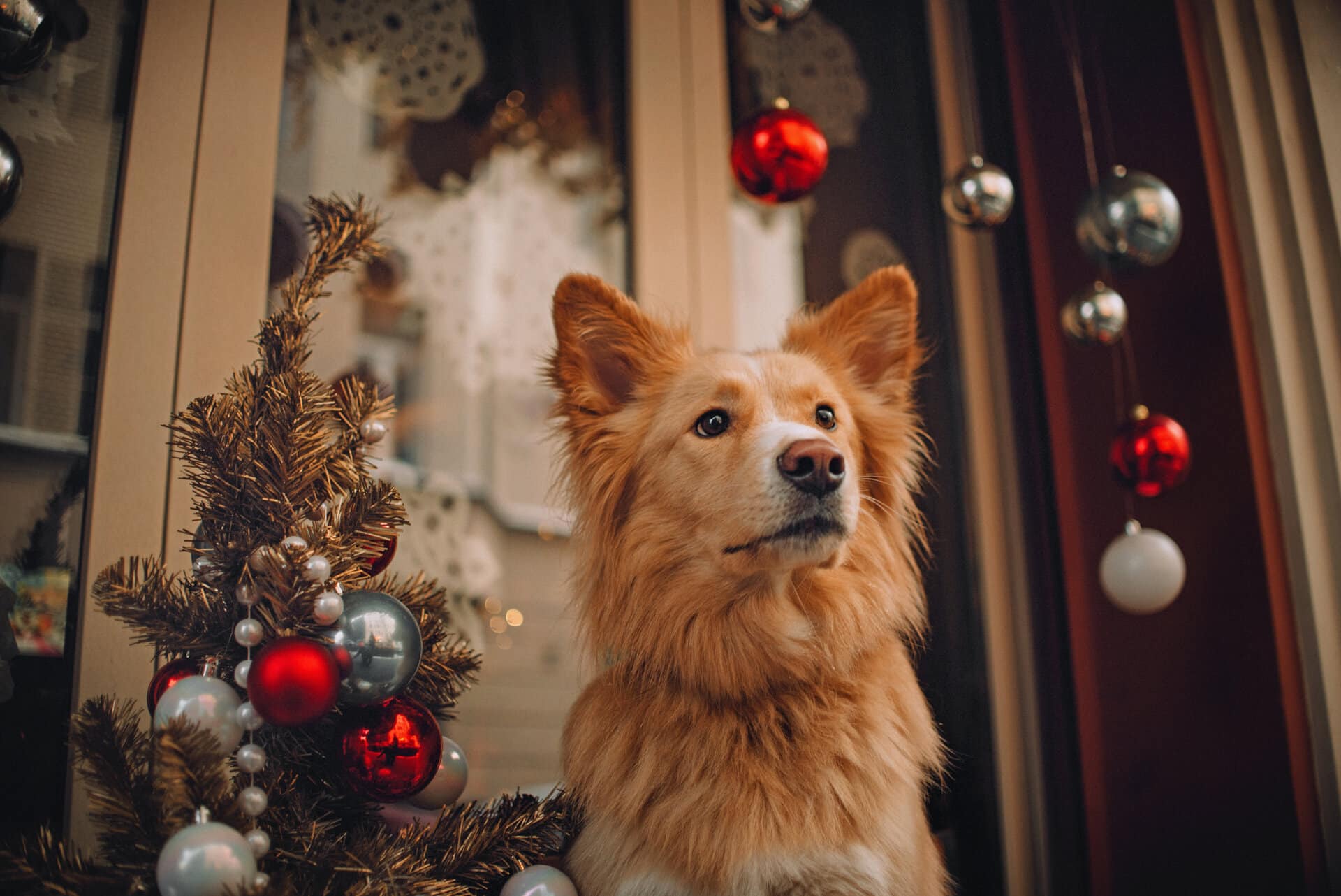 Hund an Weihnachten - spezielle Weihnachtsmärkte